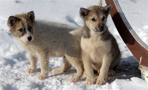 Free Images Puppy Wolf Vertebrate Dog Breed Korean Jindo Dog