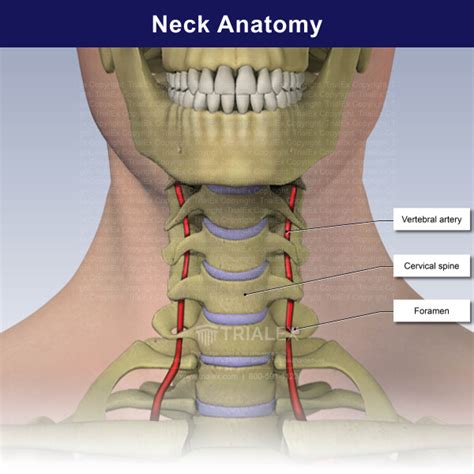 Neck Anatomy Trialexhibits Inc