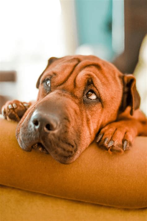 10 Most Deadly Dog Diseases And How To Prevent Them