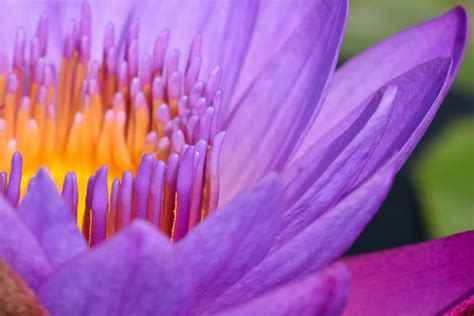 Macro Photography Of Purple Flower · Free Stock Photo