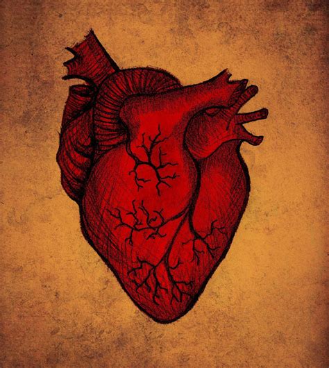 Deviantart More Like The Human Heart By Skarlettfury Arte De Corazón