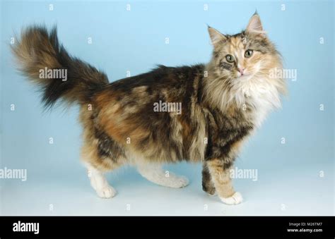 Tortie And White Norwegian Forest Cat Standing Stock Photo Alamy