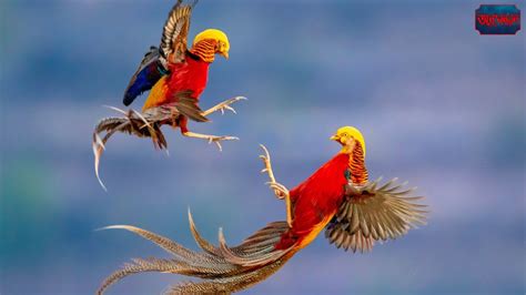 Golden Pheasant The Most Beautiful Bird On Planet Earth Youtube