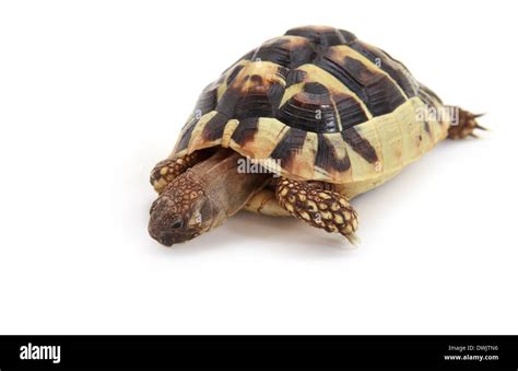 Baby Hermanns Tortoise On White Background Stock Photo Alamy