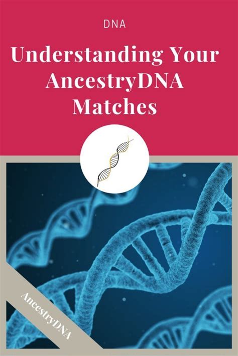 Understanding Your Ancestrydna Matches Ancestry Dna Dna Genealogy