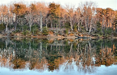 Wallpaper Trees Landscape Forest Lake Water Nature Reflection