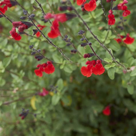 Salvia Greggii Red Featured Plant Western Star Nurseries
