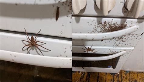 Australian Woman Finds Huntsman Spider With Hundreds Of Offspring Crawling Inside Oven Newshub