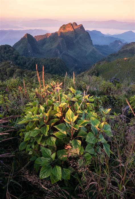 Premium Photo Green Bush With Sunset On Mountain Range In Wildlife