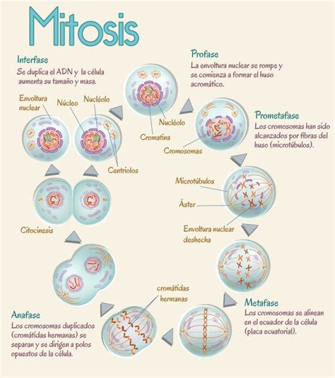 Mitosis Es La División De Las Células Somáticas Excepto Las Sexuales