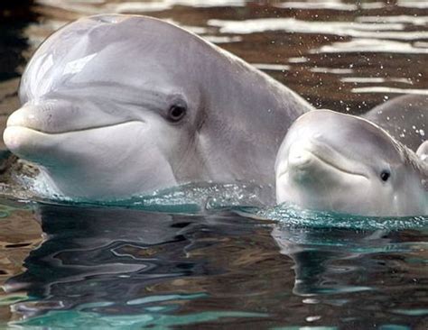 Dolphins Baby Dolphins Cute Animals Animals Beautiful