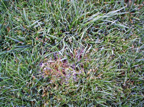 Lawn And Landscape Tips From The Turf Doctor November 2012