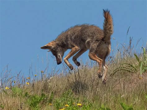 18 Facts About Coyotes