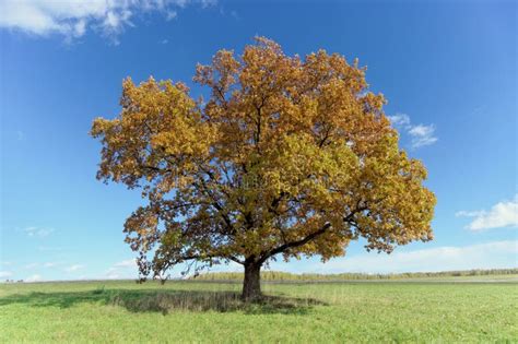 A Lone Oak Tree In A Clearing Stock Photo Image Of Tree Spreading