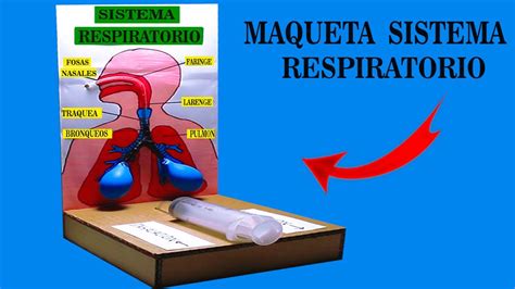 Como Hacer La Maqueta Del Sistema Respiratorio FACIL Y ECONOMICA