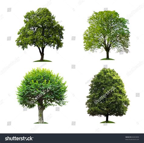 Collection Of Isolated Trees Stock Photo 86003899 Shutterstock