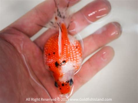 Pearlscale Goldfish 3 35 Inches 022319ps3 Goldfish Island
