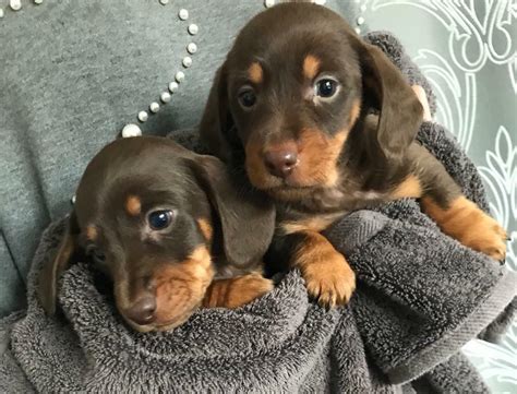 Download and use 3,000+ dog stock videos for free. Mini dachshund puppies for sale | in Swanley, Kent | Gumtree
