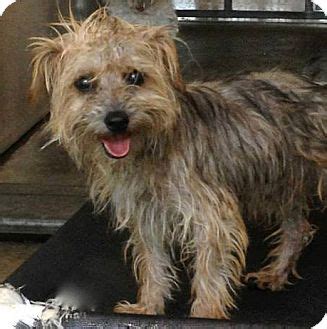 The reference image i used is from wildlifereferencephotos.com. Isaac | Adopted Dog | Milan, NY | Cairn Terrier/Yorkie ...