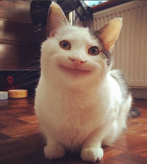 Meet Ollie The Polite Cat With The Amazing Expression