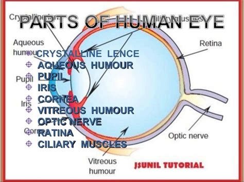 Human Eye Class 10