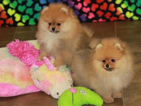 Pomeranian Puppies For Sale | Memphis, TN #241017