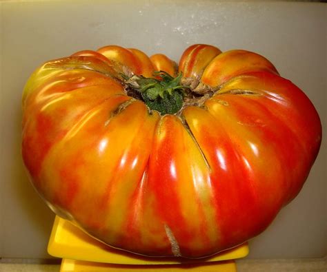 Tomato German Striped Flickr Photo Sharing