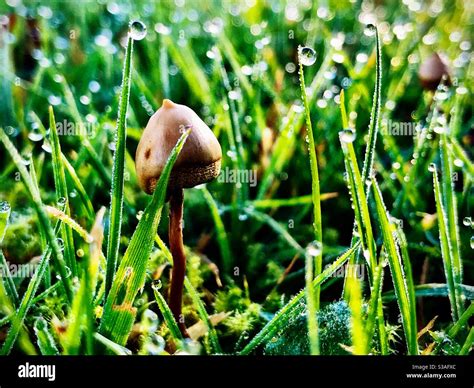 Psilocybin Mushroom Hi Res Stock Photography And Images Alamy