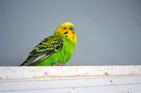 Handsome Male Parakeet Free Stock Photo Public Domain Pictures