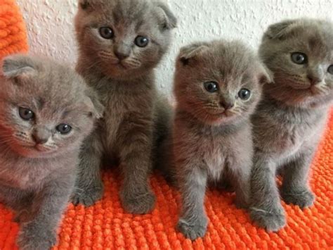 Adorable Scottish Fold Kittens For Sale