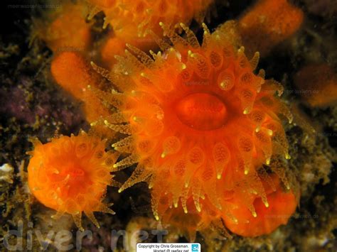 Balanophyllia Balanophyllia Elegans Orange Cup Coral