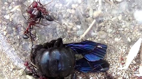 Red Ants Vs Carpenter Bee Fight To The Death Bug Fights Insect