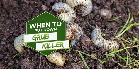 When To Put Grub Killer Down Why When And How Grow Your Yard