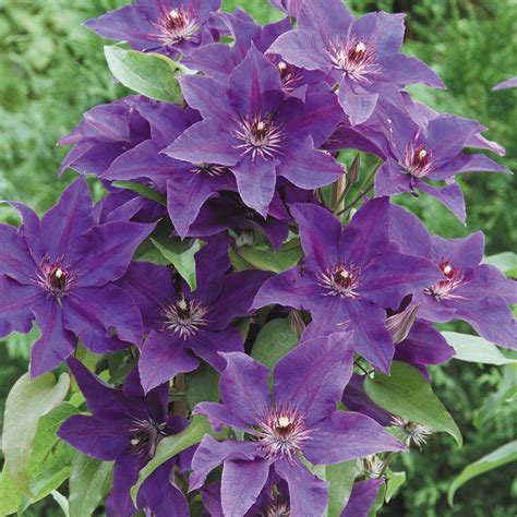 Maybe you would like to learn more about one of these? Clematis The President | Garden Offers