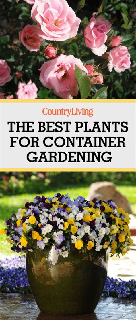 10 Container Gardening Ideas Best Plants For Containers