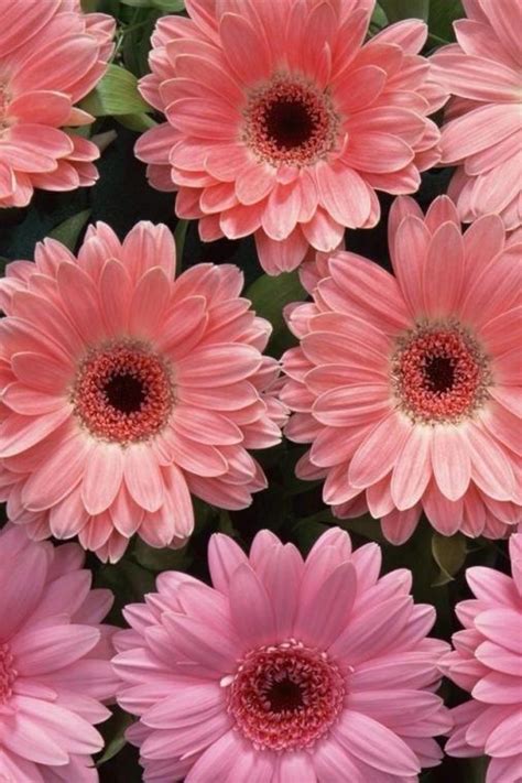 Free Download Gerbera Wallpaper Image Group 28 1920x1080 For Your