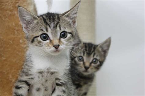 Baby Kittens For Adoption Kitten Season Battersea Dogs Cats Home