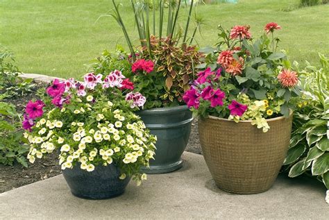Summer Gardening Tips For Your Container Plants