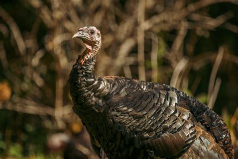 don t overlook fall turkey hunting