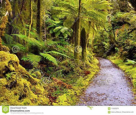 Rainforest Fiordland Westland New Zealand Stock Photo Image Of