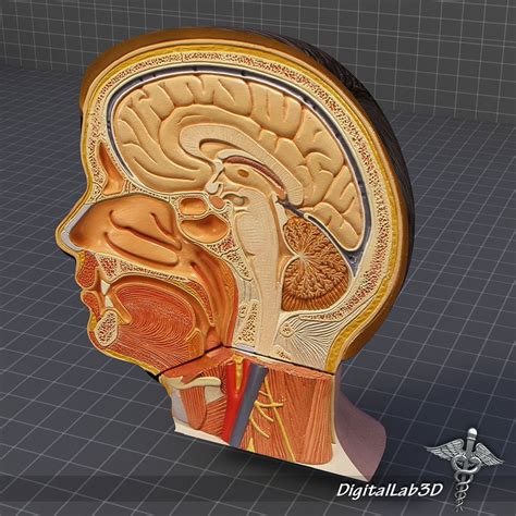 Human Head Anatomy 3d Model Cgtrader