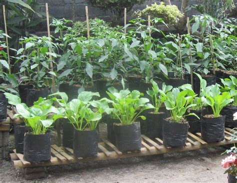 Anda bisa membuat pupuk organik sendiri di rumah, beberapa di antaranya sangat mudah diperoleh. Menanam Sayuran Di Halaman Rumah - Belajar Berkebun