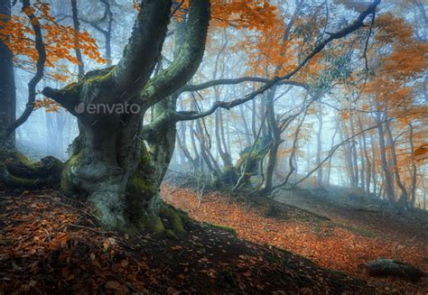 Mystical Autumn Forest In Fog Magical Old Trees In Clouds Stock Photo