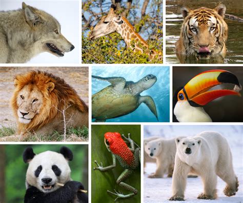 Over 10 years, it drops to 200 because a logging company. Happy National Wildlife Day!