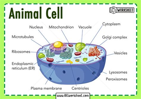 Label The Parts Of A Cell