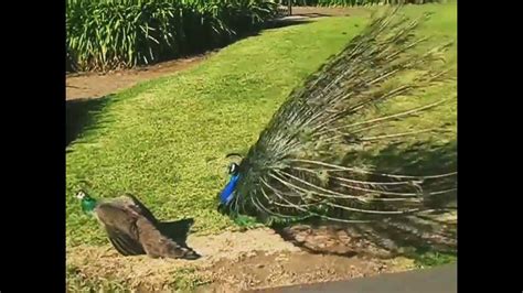 How Do Peacocks Mate Peacock Mating Youtube