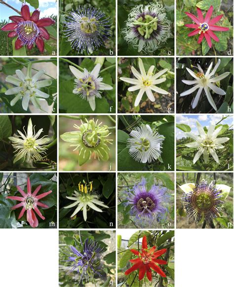 General View Of Flowers Of 18 Passiflora Species Used In This Study
