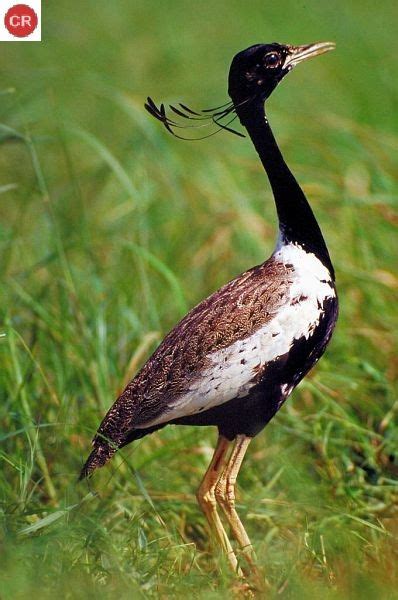 ☎️ Wonderbirdspecies Bengal Floricanbengal