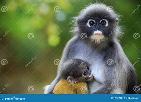 Dusky Leaf Monkey In Thailand National Park Stock Image Image Of