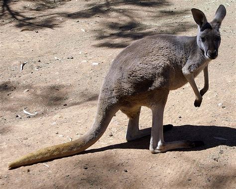 31 Best Kangaroos Images On Pinterest Kangaroos Kangaroo And